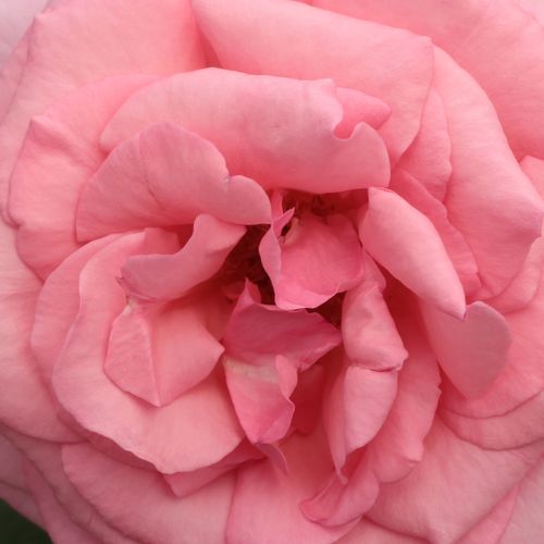 Rosa Kanizsa - roze - Stamroos - Theehybriden rechtopstaande kroonvorm